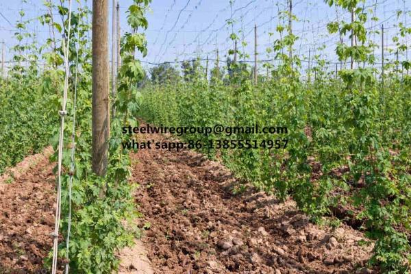 Galvanized Steel Wire for Vineyard