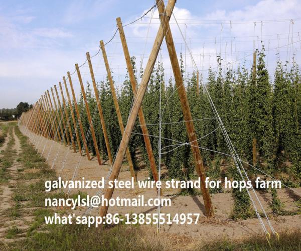 Hotsfarm Galvanized Steel Wire Strand For Europe And American Markets