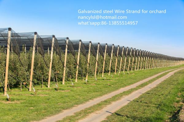  China ISO Galvanized Steel Strand For Orchard , Galvanized Steel Cable Packed On Reel supplier